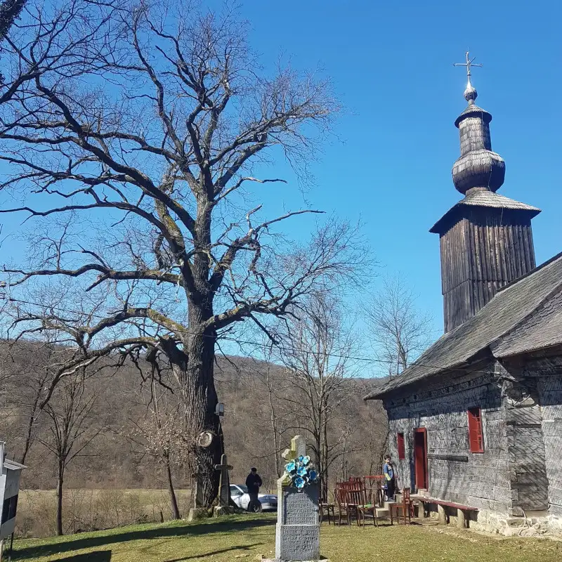 ÎNTREȚINERE ARBORI MONUMENT SAU ARBORI VETERANI