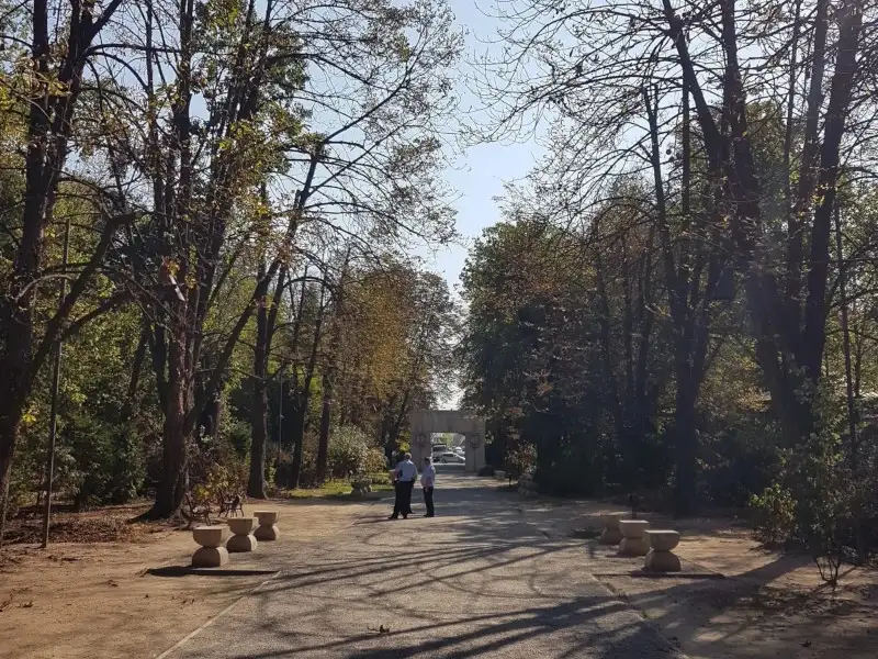 TĂIERI ÎN COROANĂ