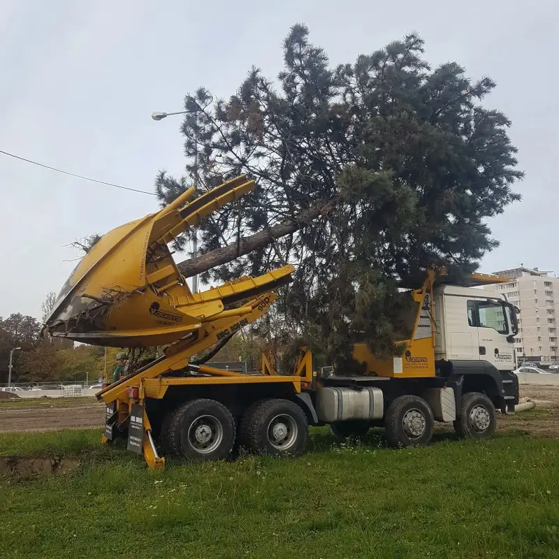 PLANTARE / TRANSPLANTARE ARBORI