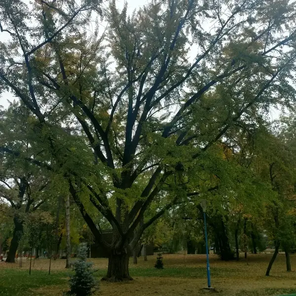 Raport de Expertiză Ginkgo Biloba