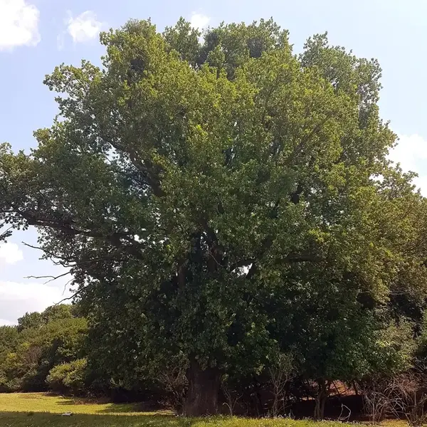 Raport de Expertiză Stejar