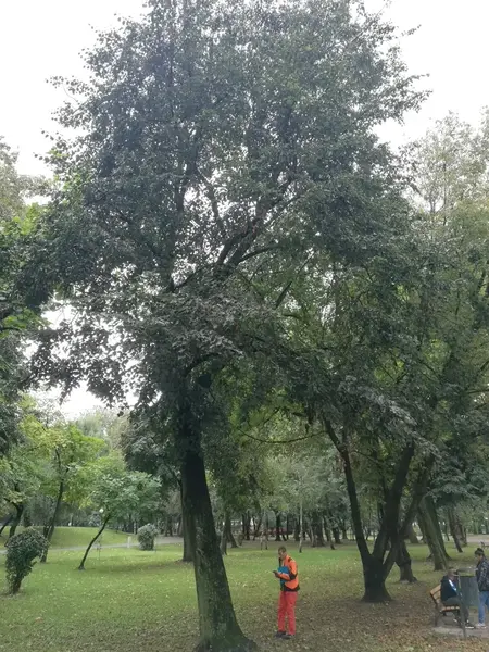 Raport de Expertiză Arbori