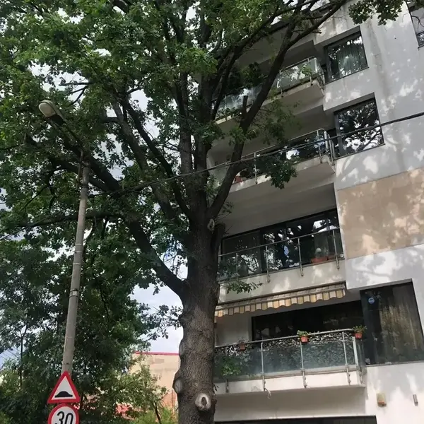 Stejar Cartier Primăverii