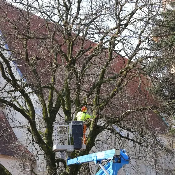 Extragerea masei foliare