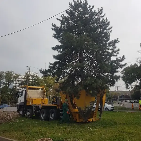 Transplantare Arbori Piața Emanoil Gojdu
